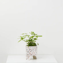 Load image into Gallery viewer, Archie Planter