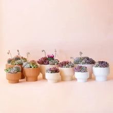 Load image into Gallery viewer, Presley Pedestal Planter