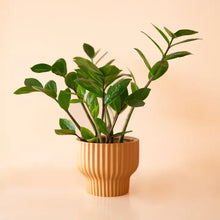 Load image into Gallery viewer, Presley Pedestal Planter