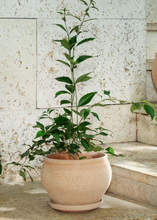 Load image into Gallery viewer, Delphi Planter