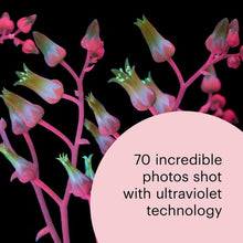 Load image into Gallery viewer, What the Bees See