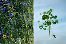 Load image into Gallery viewer, Edible Flowers: How, Why, and When We Eat Flowers