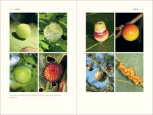 Load image into Gallery viewer, The Nature of Oaks