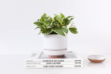 Load image into Gallery viewer, 4" Round Two Pot