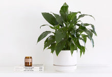 Load image into Gallery viewer, 8" Round Two Pot