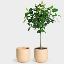 Load image into Gallery viewer, The Wythe Planter