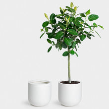 Load image into Gallery viewer, The Wythe Planter