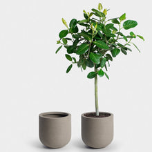 Load image into Gallery viewer, The Wythe Planter
