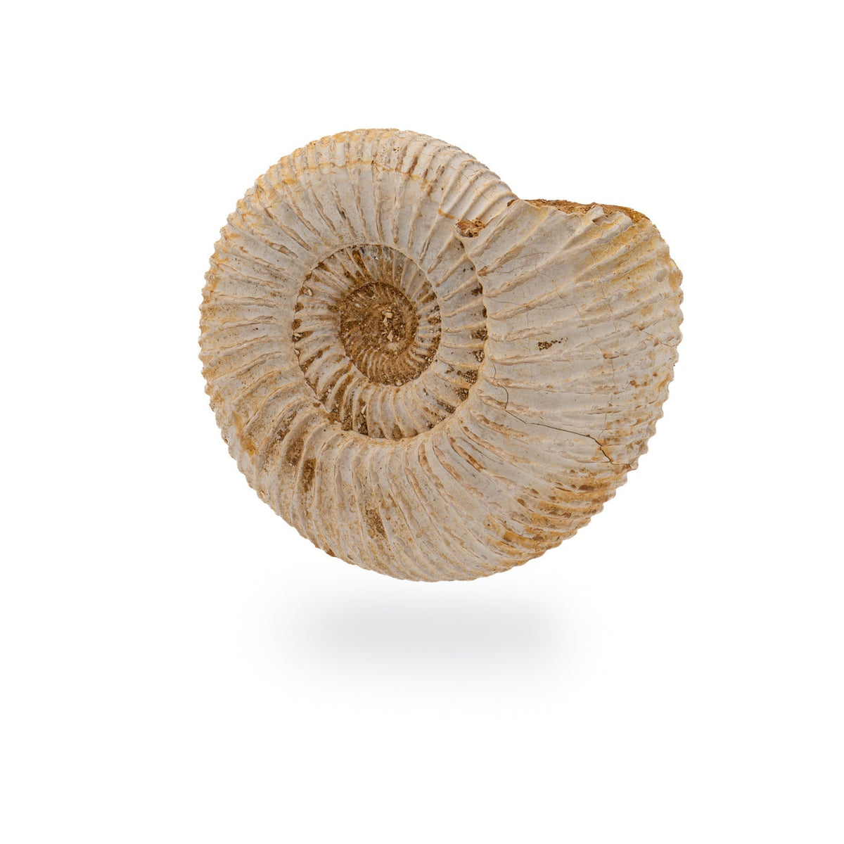 Ammonite Fossil – Geometry Gardens