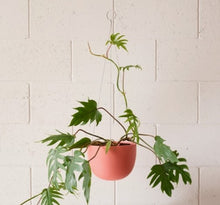 Load image into Gallery viewer, Clifton Hanging Plant Pot