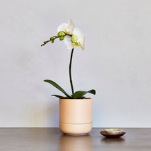 Load image into Gallery viewer, The Franklin Self Watering Planter