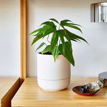 Load image into Gallery viewer, The Franklin Self Watering Planter