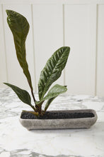 Load image into Gallery viewer, Shoal Planters
