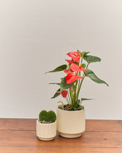 Load image into Gallery viewer, *PREORDER* Vday Plant Combo
