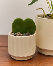 Load image into Gallery viewer, *PREORDER* Vday Plant Combo
