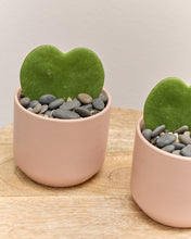 Load image into Gallery viewer, *SOLD OUT* Hoya Heart with Pot
