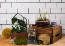 Load image into Gallery viewer, Terrarium Workshop, Sunday, June 8th @ 11am
