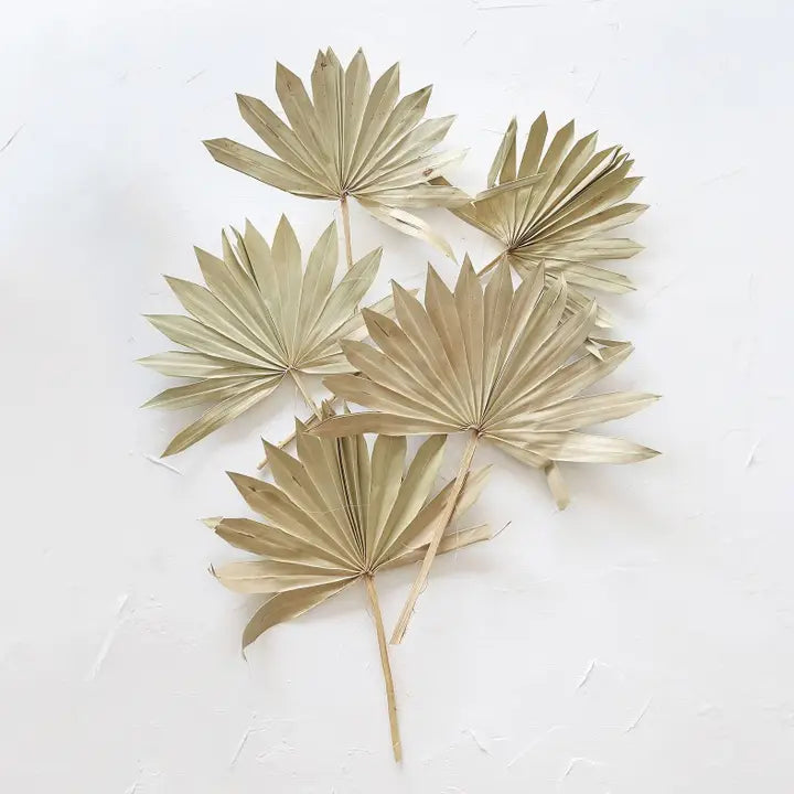 Dried Sun Palms