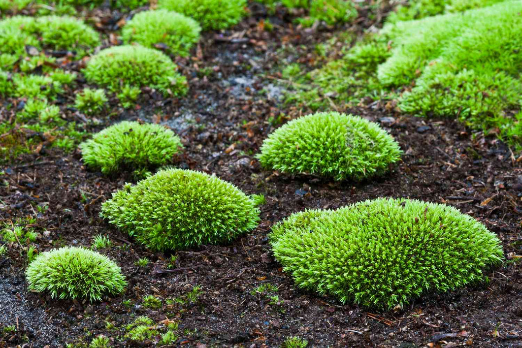 Moss asst.