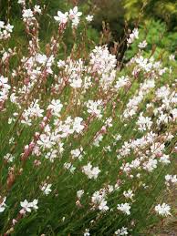 Gaura 'Whirling Butterflies'
