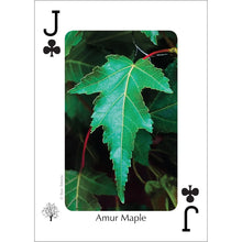 Load image into Gallery viewer, Trees of Northeast Playing Cards

