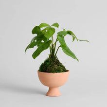 Load image into Gallery viewer, Terra Cotta Goblet Planter
