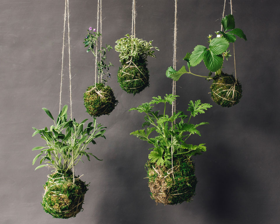 Kokedama Workshop, Saturday, Nov 23rd @ 4pm