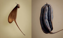 Load image into Gallery viewer, The Hidden Beauty of Seeds &amp; Fruits
