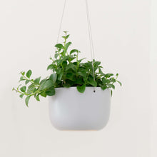 Load image into Gallery viewer, Hanging Ceramic Planter

