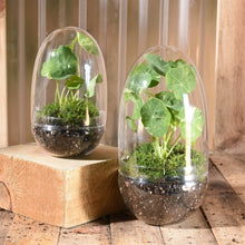 Load image into Gallery viewer, Oval Enclosed Terrarium
