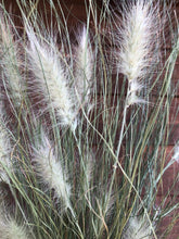 Load image into Gallery viewer, Dried Feather Top Grass

