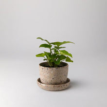 Load image into Gallery viewer, Husk Mini Planter
