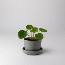 Load image into Gallery viewer, Husk Mini Planter
