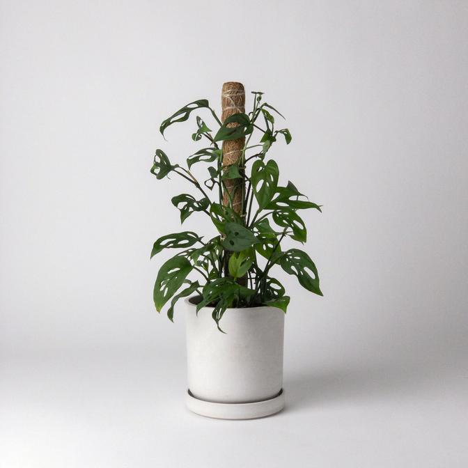 pothos coco coir Coco Coir Pole – Geometry Garden & Floral Shop