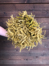 Load image into Gallery viewer, Dried Solidago
