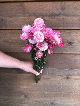 Load image into Gallery viewer, Dried Strawflower
