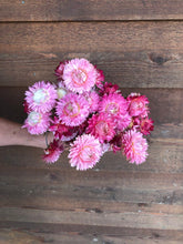 Load image into Gallery viewer, Dried Strawflower

