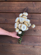 Load image into Gallery viewer, Dried Strawflower
