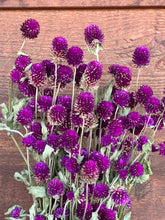 Load image into Gallery viewer, Dried Gomphrena
