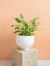 Load image into Gallery viewer, Sutton Self Watering Planter
