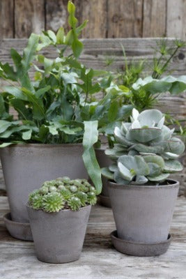 grey plant pot saucers Julie Pot + Saucer – Geometry Garden & Floral Shop
